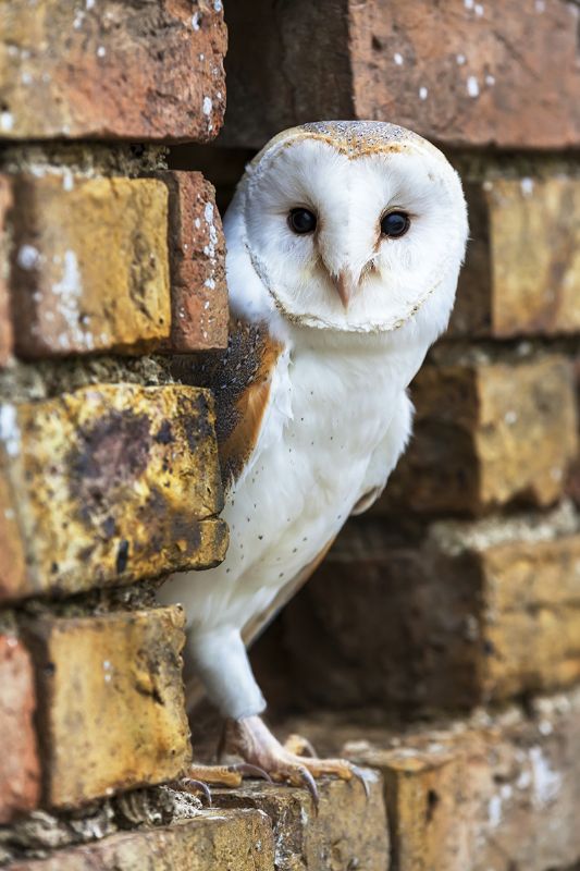 Barn Owl	