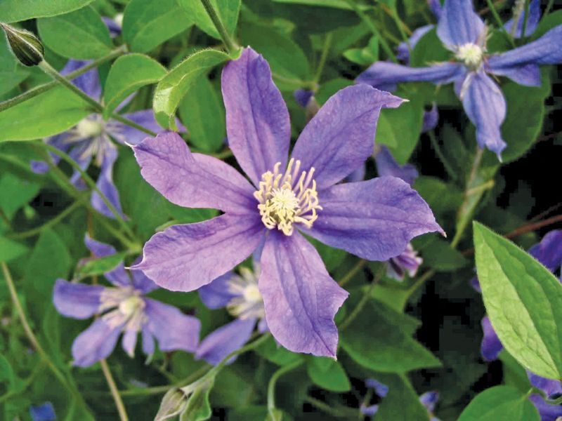 Clematis