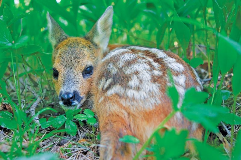 Roe deer fawn