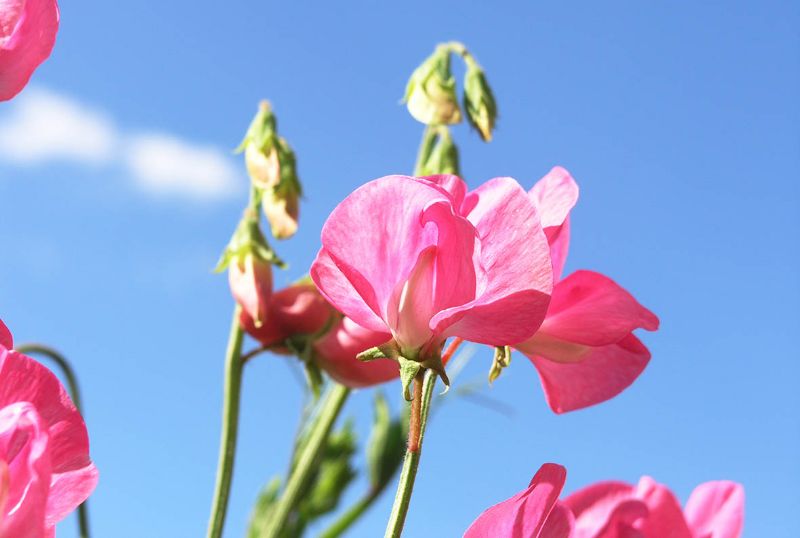 Sedum Herbtsfreude