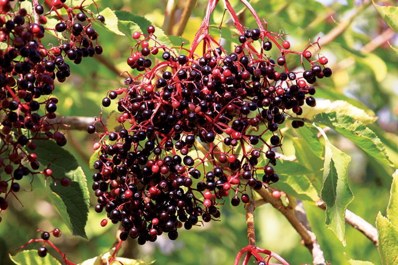 Elderberries