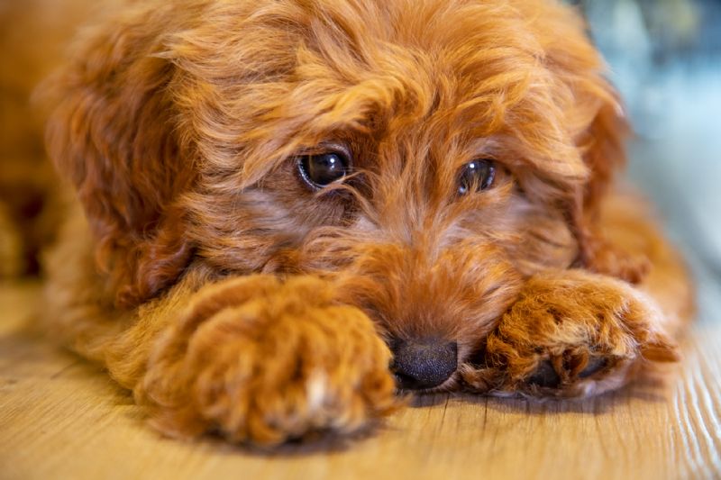 Sad puppy cockapoo