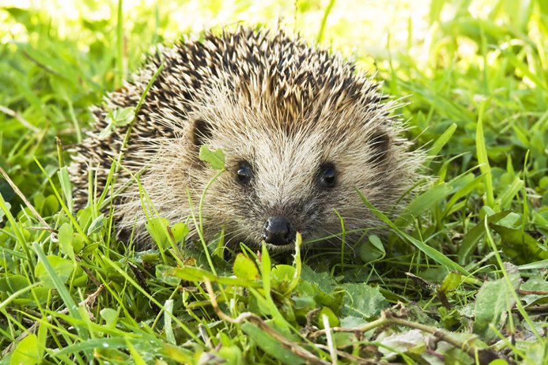 Hedgehog