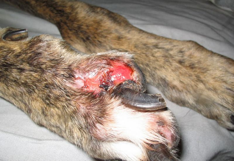 Alabama Rot