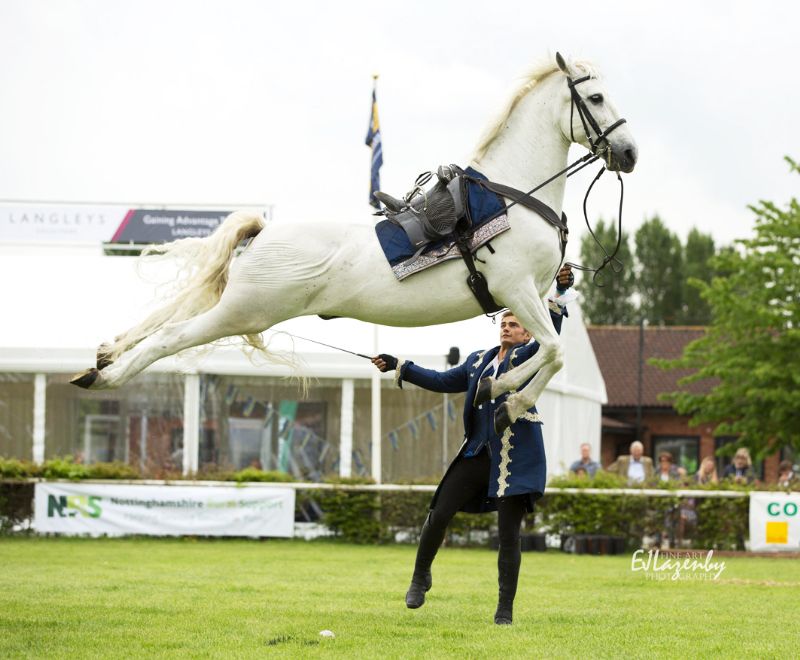 Atkinson Action Horses