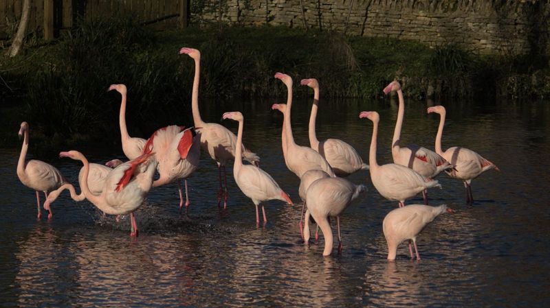 Flamingos at Birdland