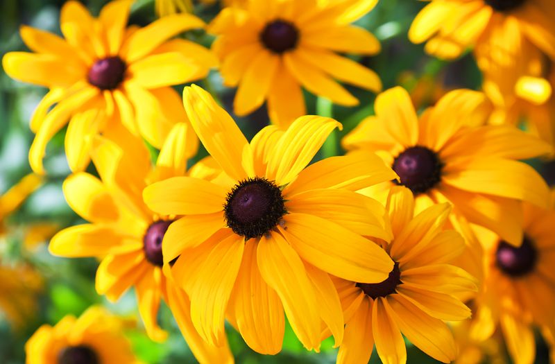 Blackeyed Susan (Rudbeckia hirta)