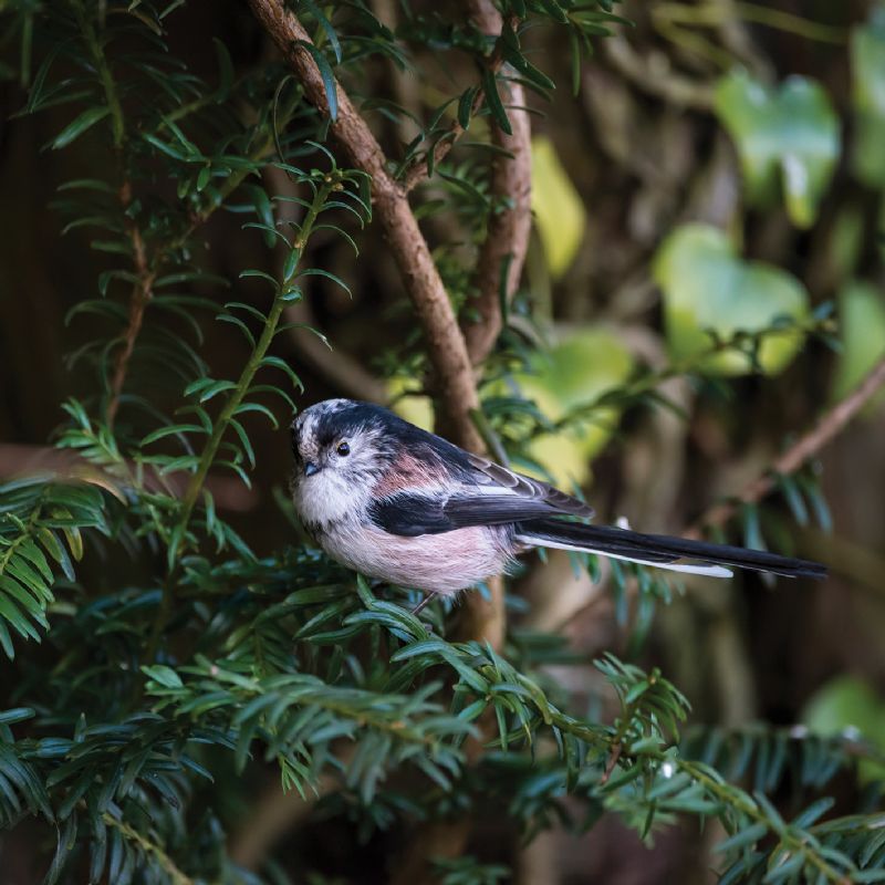 Long-tailed tit