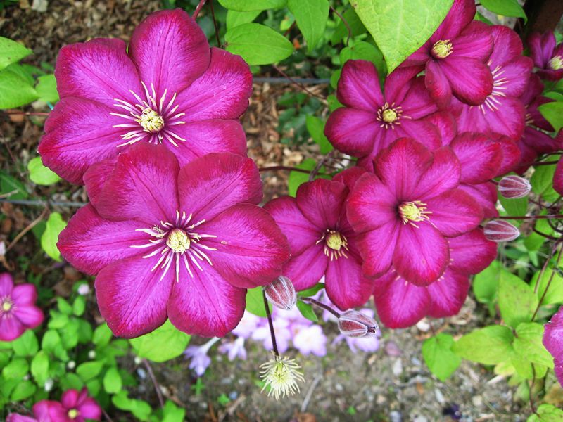 Clematis