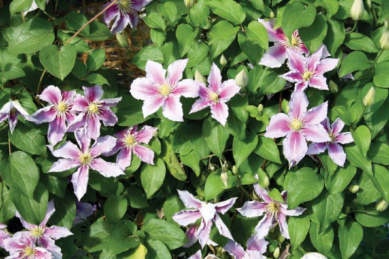 Clematis