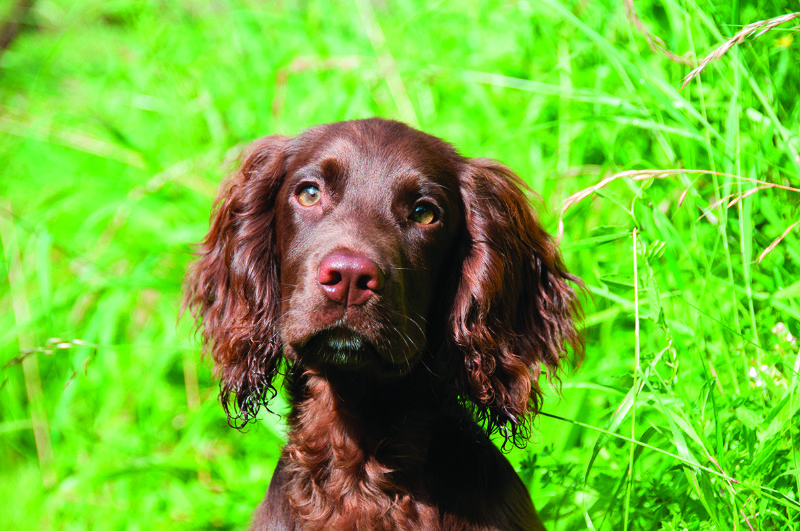 Springer spaniel brown sat in field grass seeds