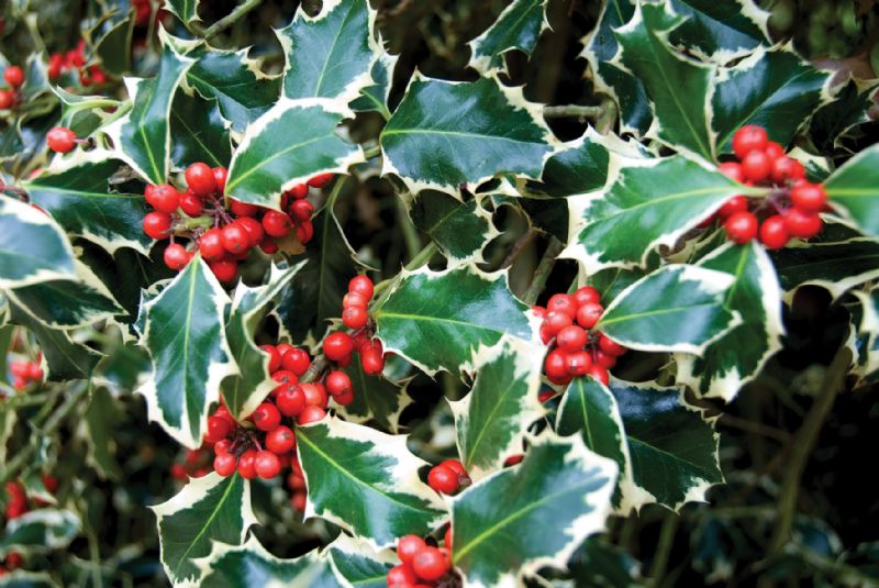 Holly bush berries Christmas garden November winter