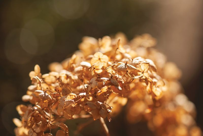 Deadhead prune hydrangea