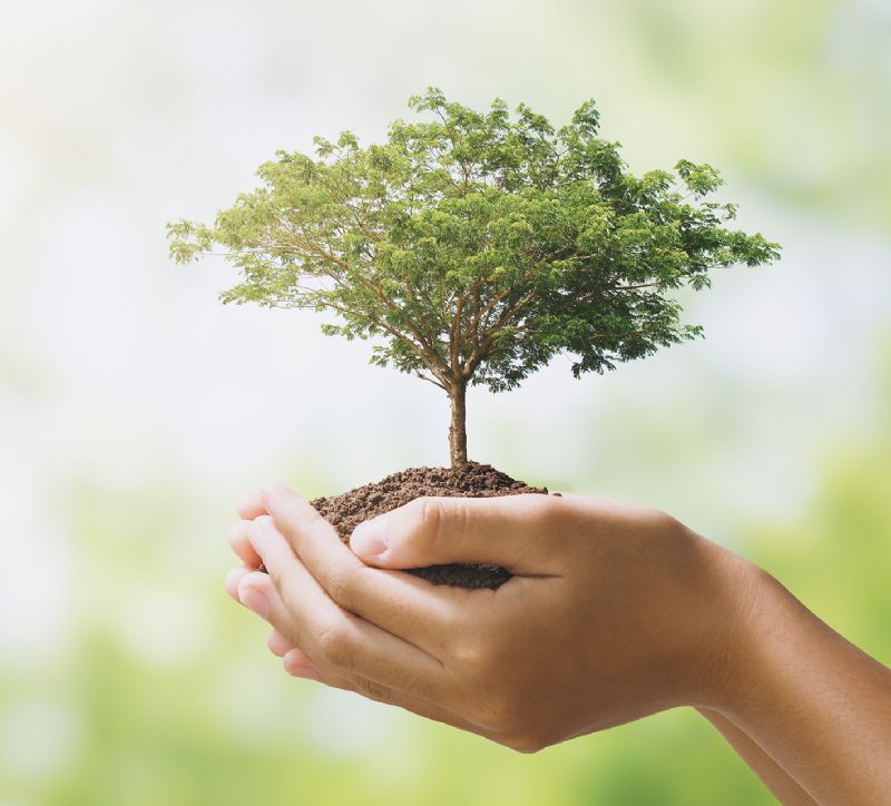 Tree growing hand