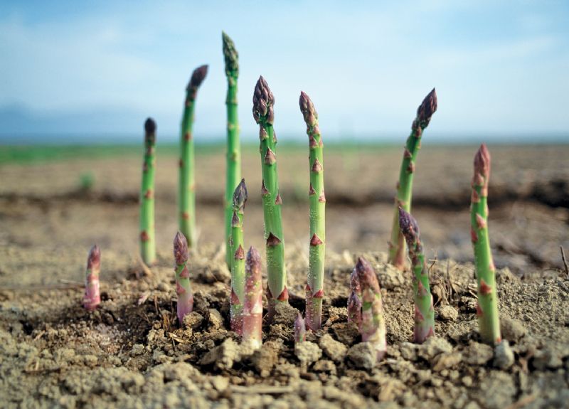 Asparagus spears growing vegetable patch