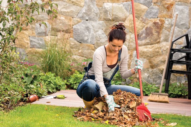 Woman raking autumn leaves garden compost pile